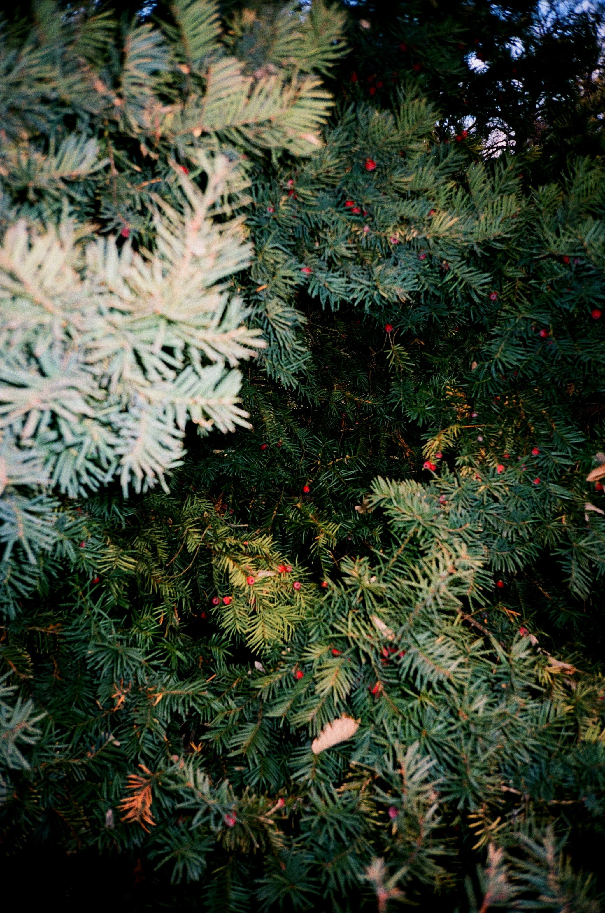 Close-up of dense green fir leaves with red berries. Perfect for festive or natural themes.