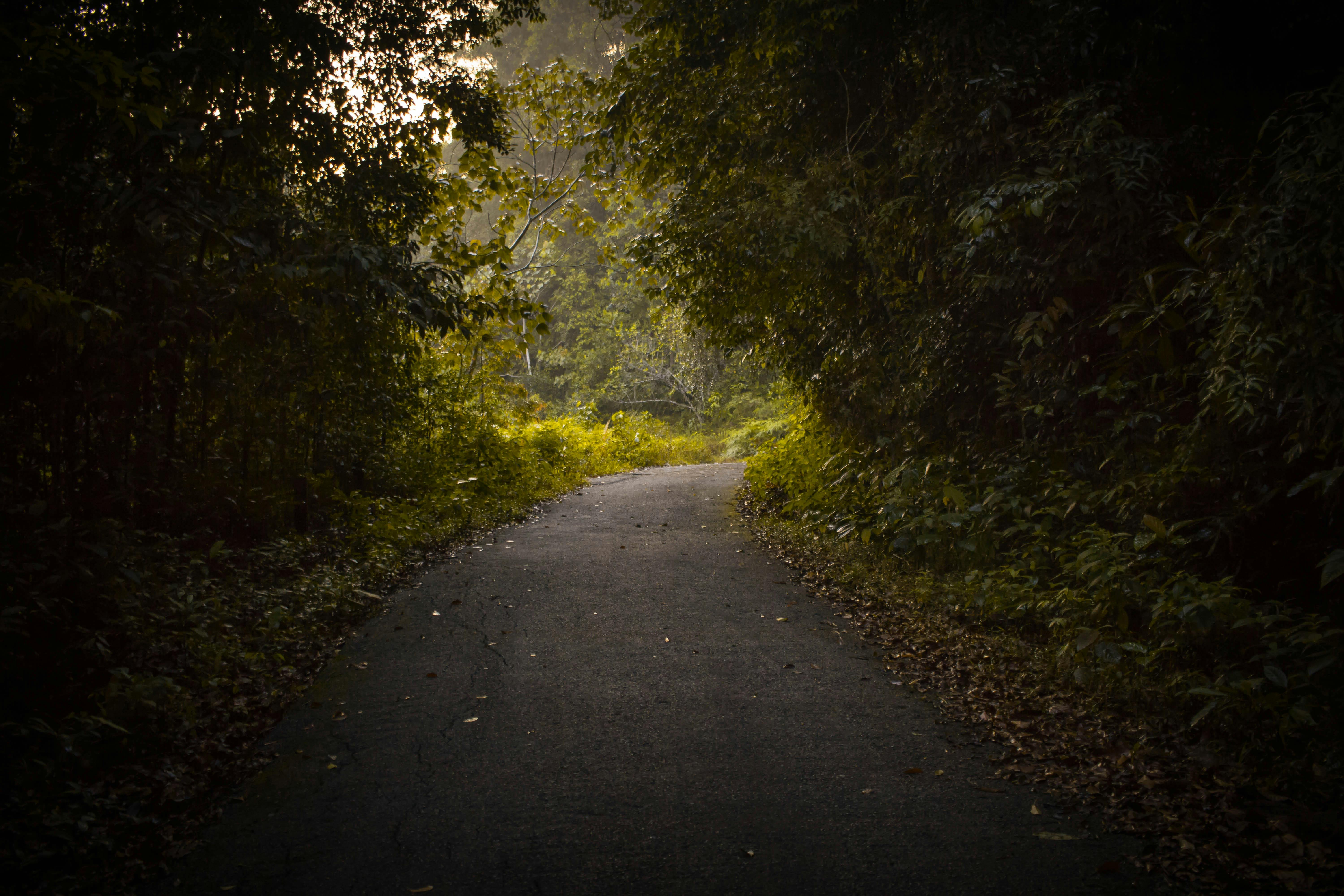 Clear Road Way Between Trees · Free Stock Photo