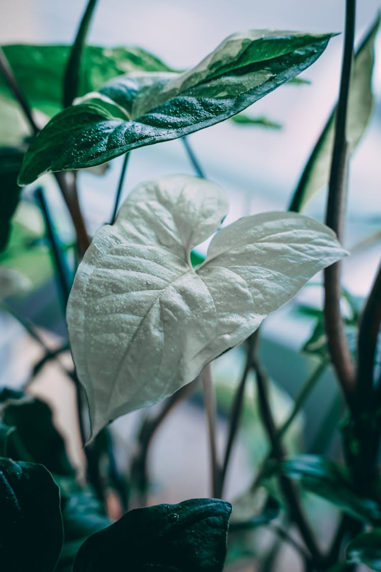 Close-up Photo Of White Arrowhead Plant 