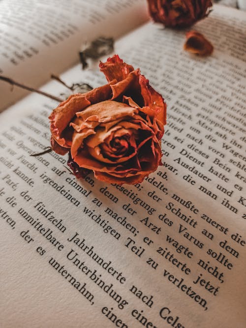 Close-up Photo of Dried Red Rose in an Opened Book 