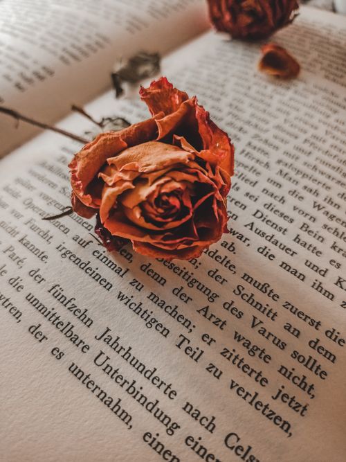 Free Close-up of a dried rose resting on an open book page with German text, evoking a vintage aesthetic. Stock Photo