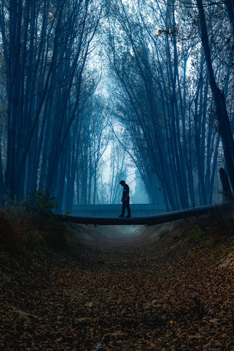 Silhouette Of Man Standing On Fallen Tree In Forest