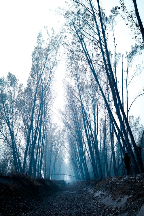 Foto d'estoc gratuïta de arbres, camí de carro, consell