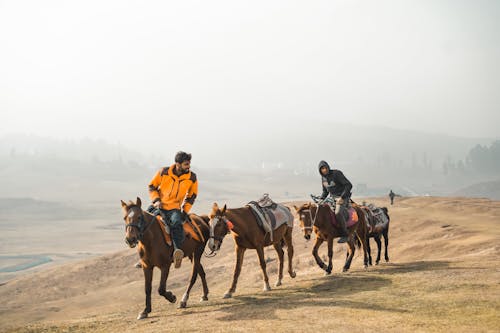 Foto profissional grátis de andar a cavalo, cavalos, criação de gado