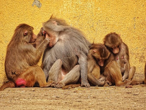 Fotos de stock gratuitas de animal, babuinos, descansando