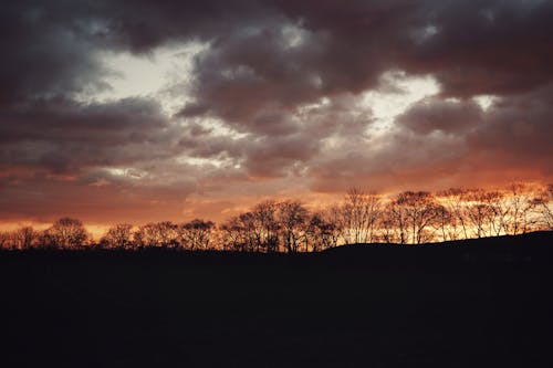 Foto d'estoc gratuïta de alba, arbres, cel