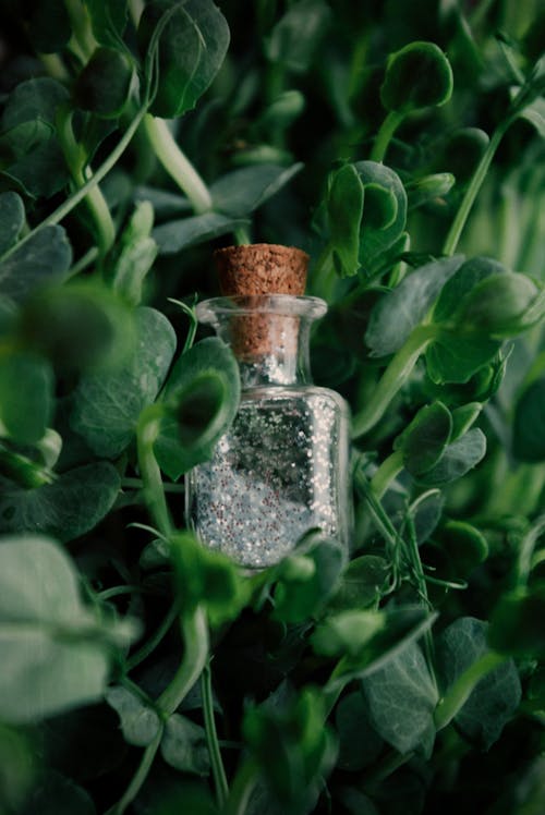 Vintage Bottle Among Lush Foliage