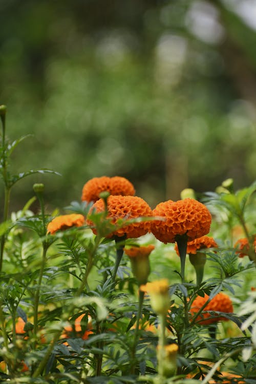 Close-up Photo of Orange Flowers
