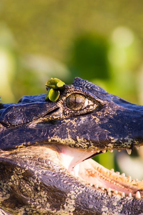 A Crocodile in Close Up Photography