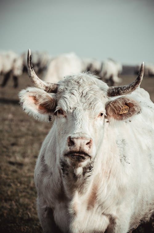 Free A White Cow with Mud on Mouth and Horns Stock Photo