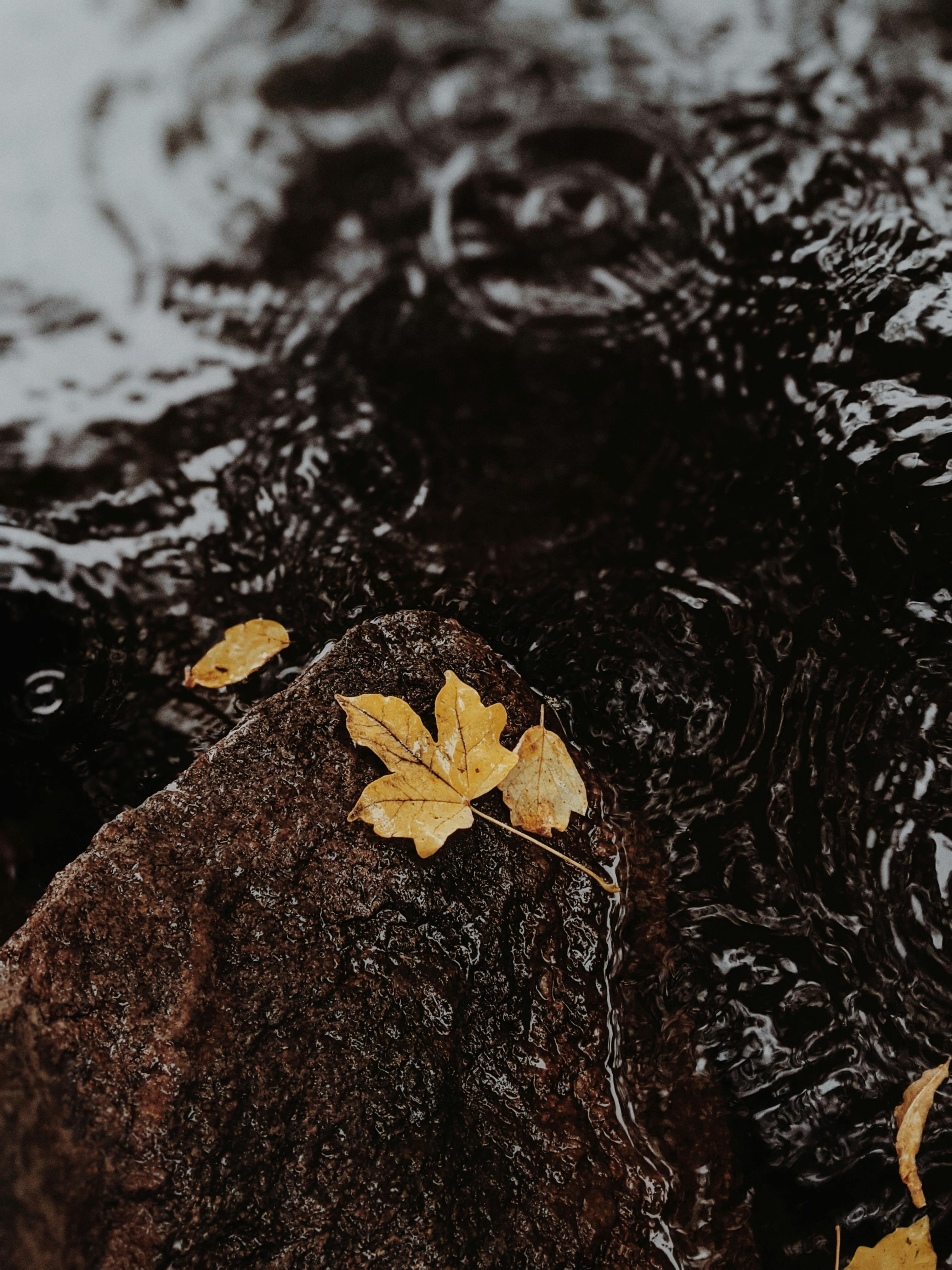 A vibrant autumn leaf rests on a rock beside a flowing stream, capturing the essence of fall.