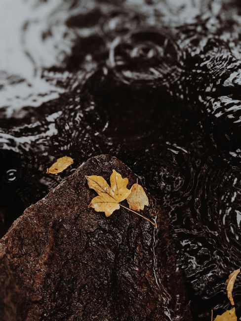 A vibrant autumn leaf rests on a rock beside a flowing stream, capturing the essence of fall.