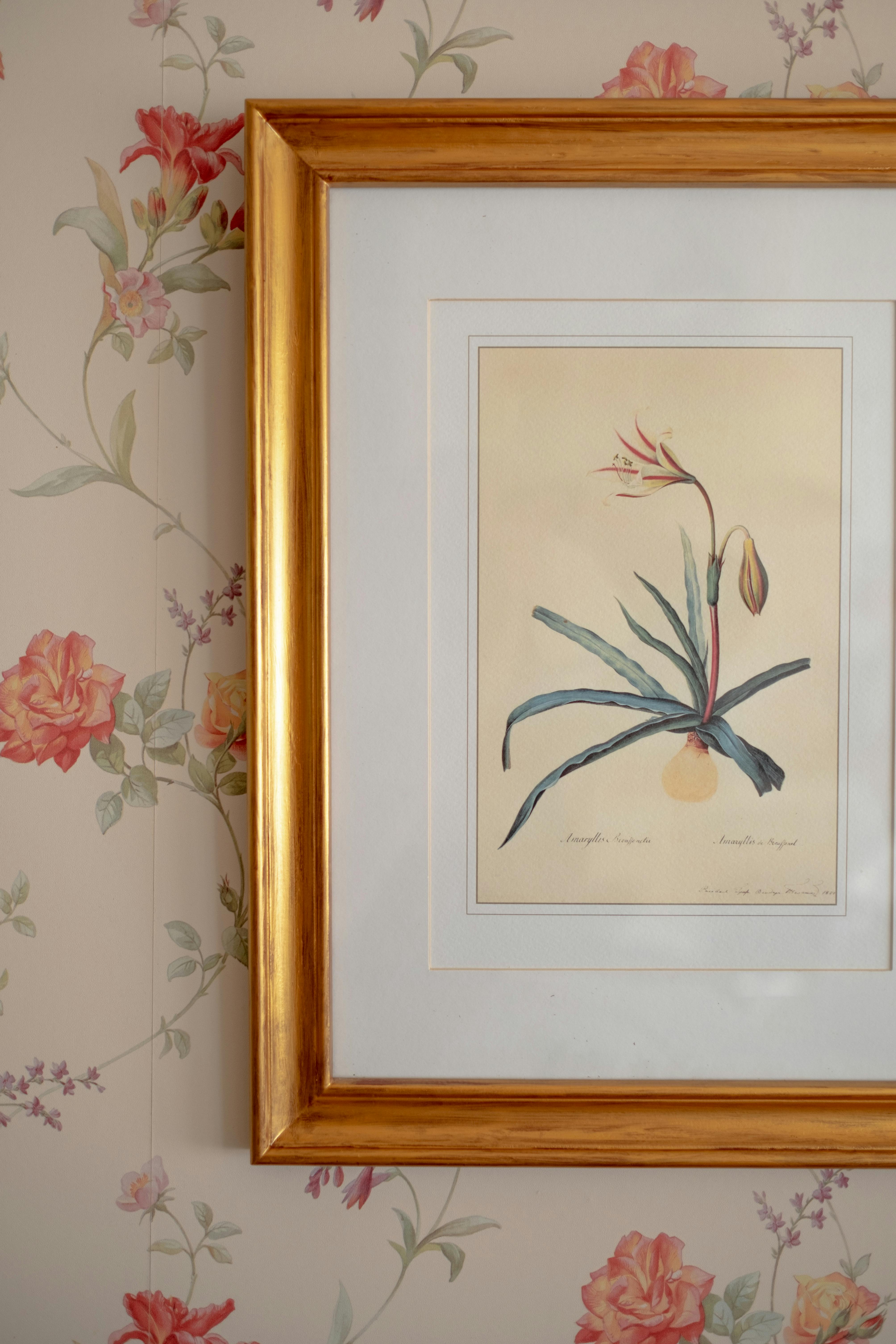 vintage botanical illustration of amaryllis hanging on wall covered with floral wallpaper