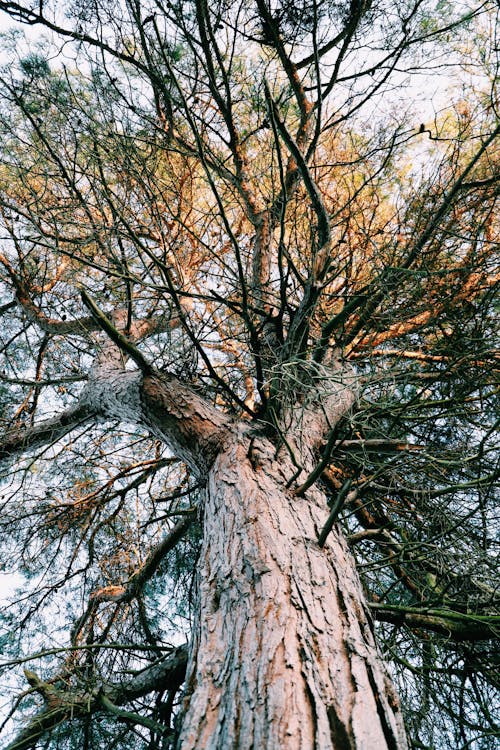 Foto d'estoc gratuïta de arbre nu, branques, escorça