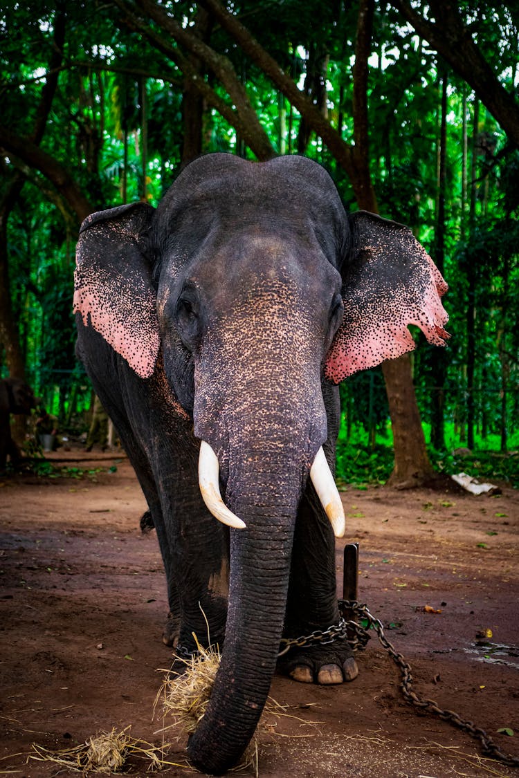 Elephant Chained To A Pole 