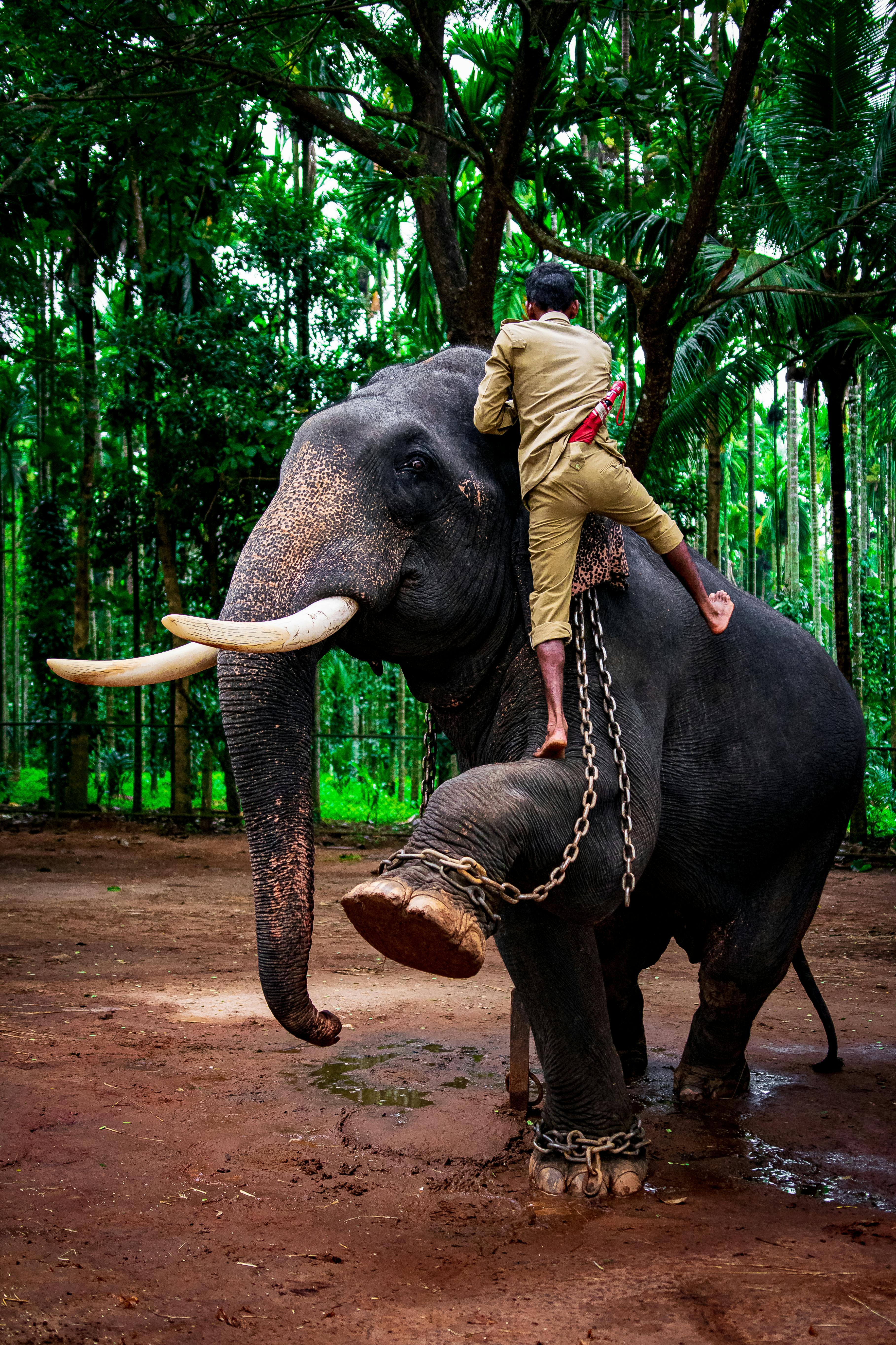 Kerala elephant HD wallpapers | Pxfuel