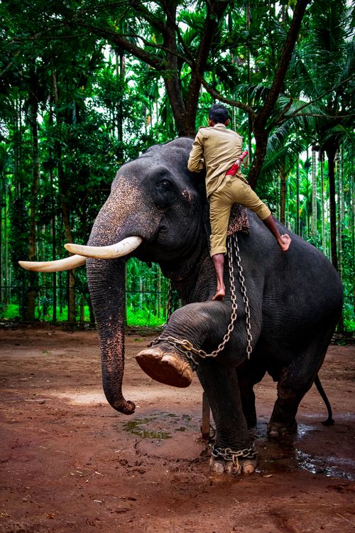 Guy Riding Elephant Man on Elephant · Free Stock Photo