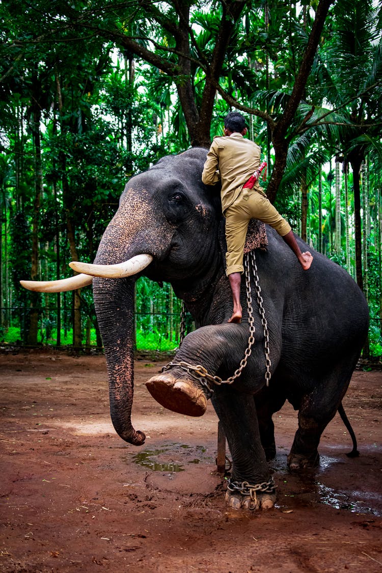 Man On Elephant