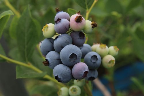 Free Detailed close-up of ripe and unripe blueberries on the plant, showcasing varying colors and freshness. Stock Photo