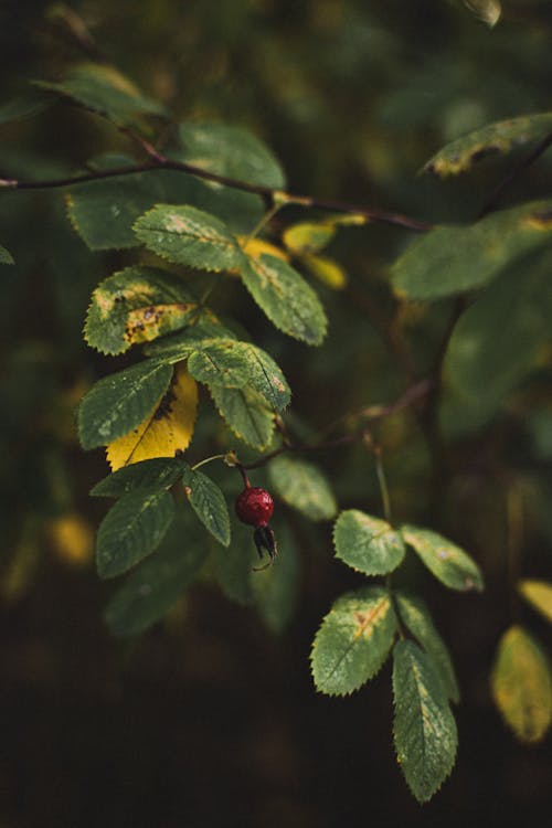 Fotobanka s bezplatnými fotkami na tému listy, príroda, šípka