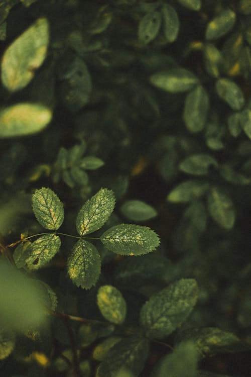 나뭇잎, 녹색, 셀렉티브 포커스의 무료 스톡 사진