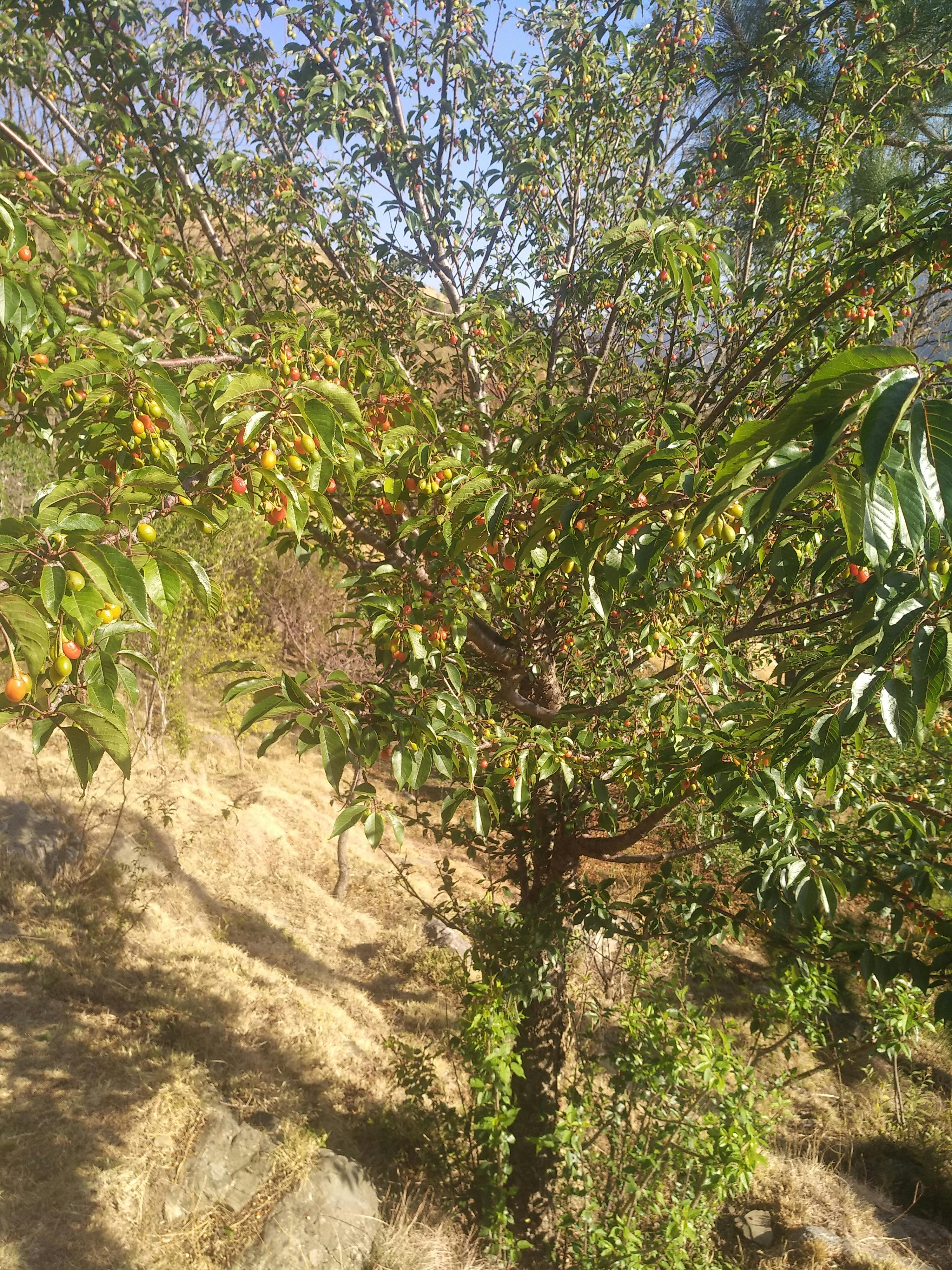 Free stock photo of fruit tree, fruits, love