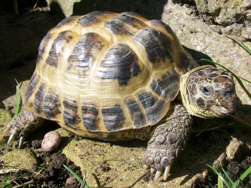 Free stock photo of Tortoise Horsfield - Bernie Stock Photo