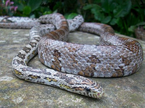Free stock photo of Cornsnake - Sweetcorn Stock Photo