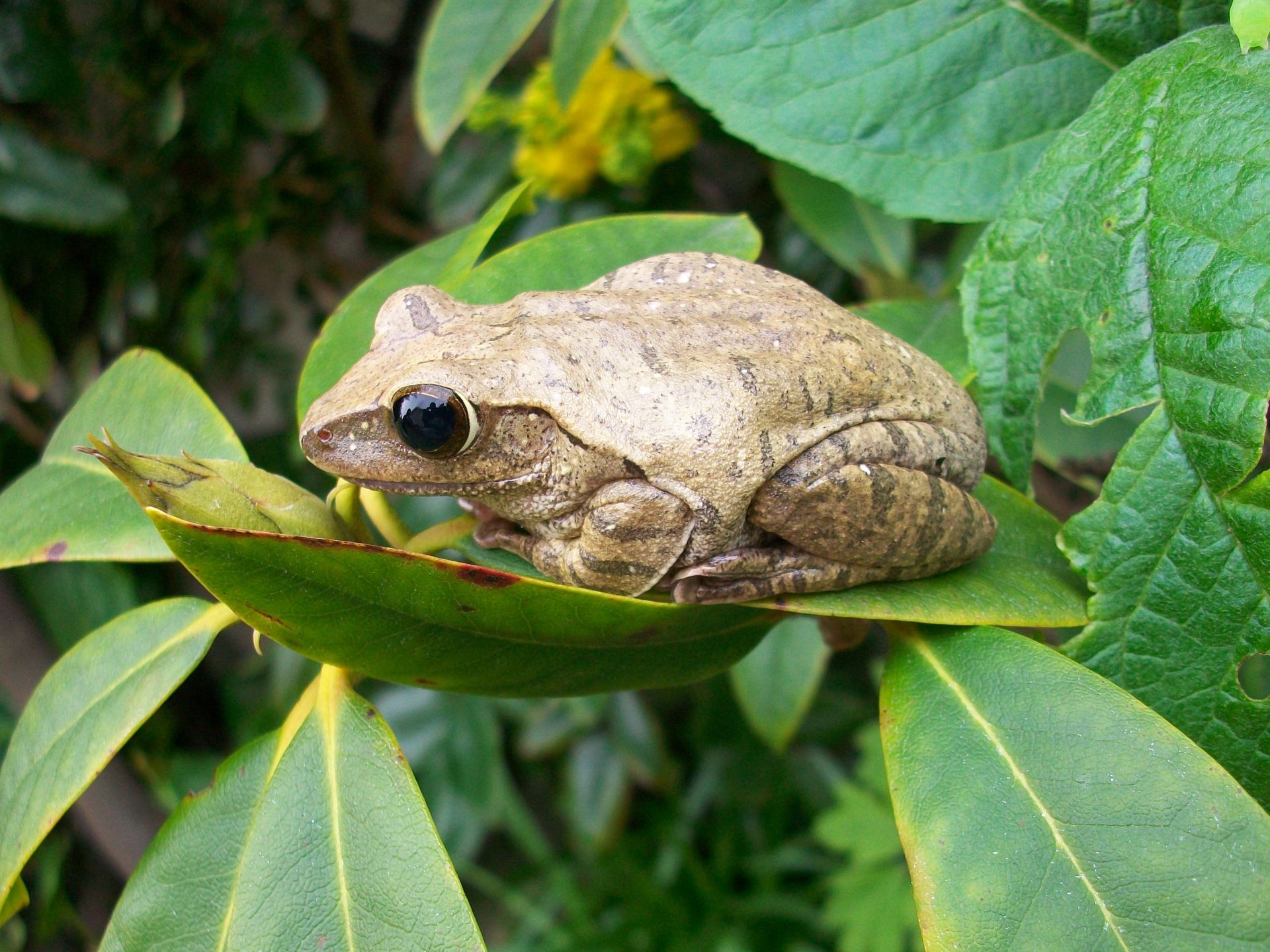 Detailed image of a frog perched on vibrant leaves in a natural setting.