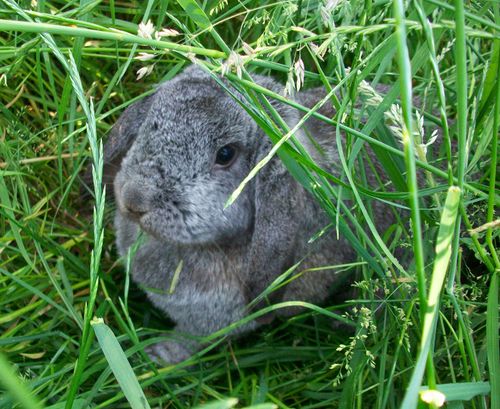 Free stock photo of Rabbit German Giant - Gretel Stock Photo