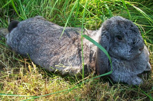 Free stock photo of Rabbit German Giant - Gretel Stock Photo