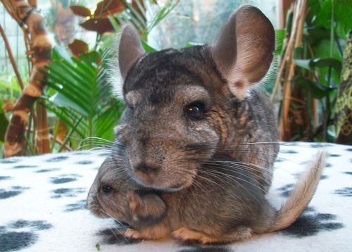 Free stock photo of Chinchillas - Jo amp Baby Stock Photo