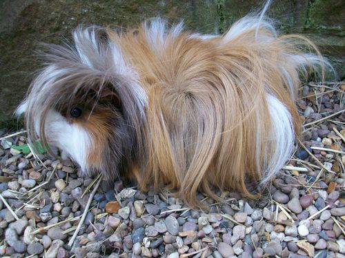 Free stock photo of Guinea Pig - Punk Stock Photo