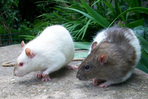 Free stock photo of Pet Rats - Sherlock amp Watson Stock Photo
