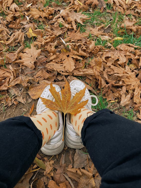 Maple Leaf on Shoes · Free Stock Photo