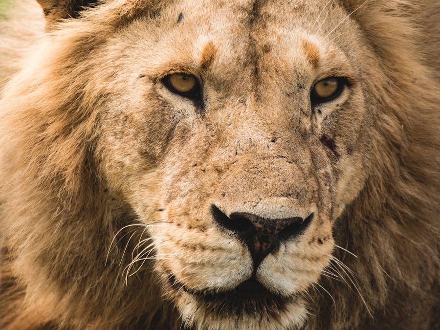 Who is the current king of Instagram?