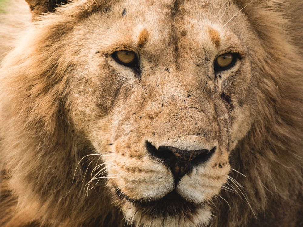 A male lion resting in the long grass of the savanna