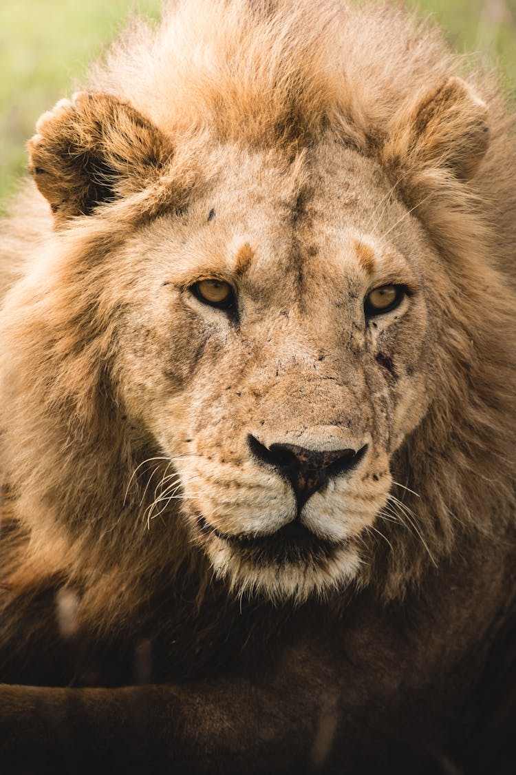 Male Lion Resting In Serengeti Savanna