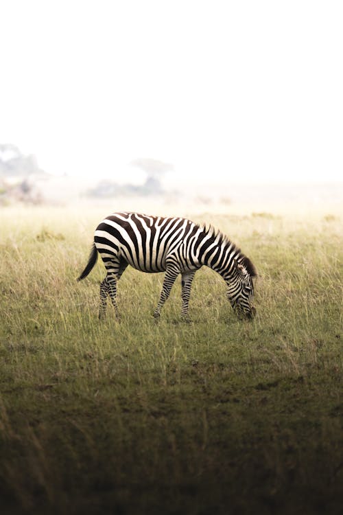 Free Zebra Grazing on Grass on Serengeti Plateau Stock Photo