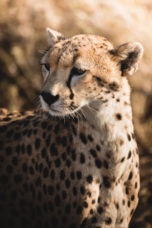 Cheetah in Serengeti Africa