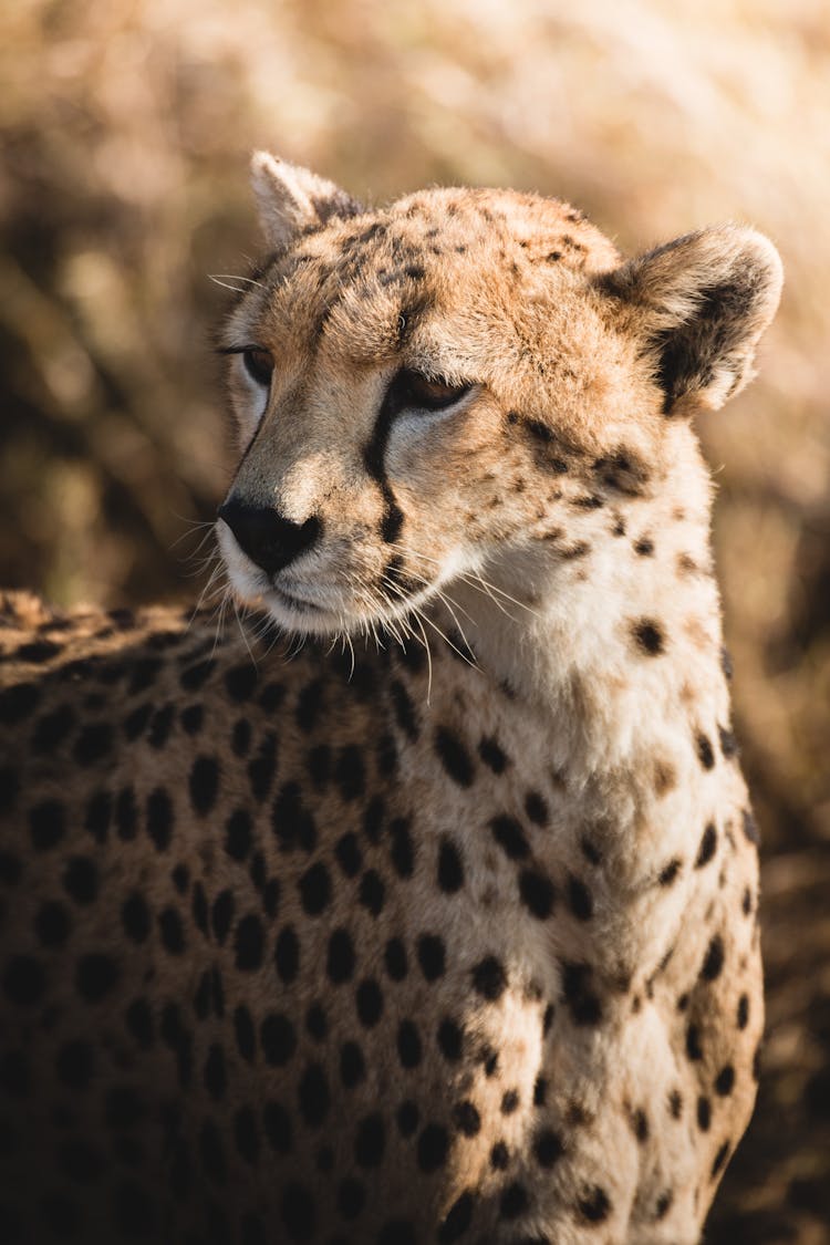 Cheetah In Serengeti Africa