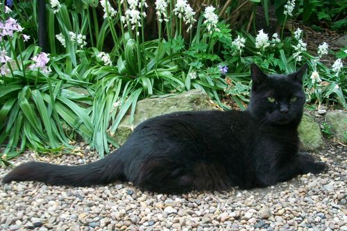 Free stock photo of Cat Black - Tony Stock Photo