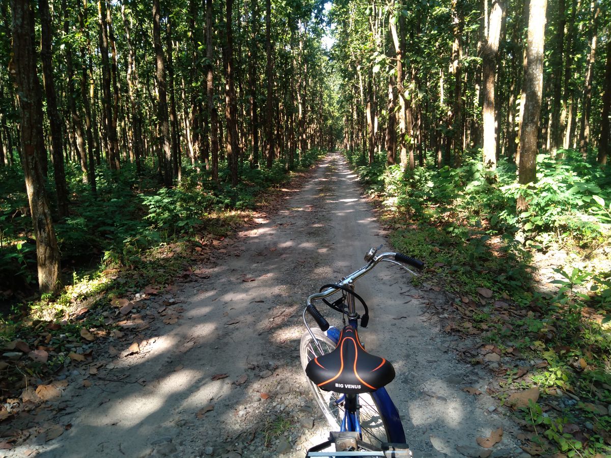 Bicycle on a peaceful forest path surrounded by green trees and sunlight
