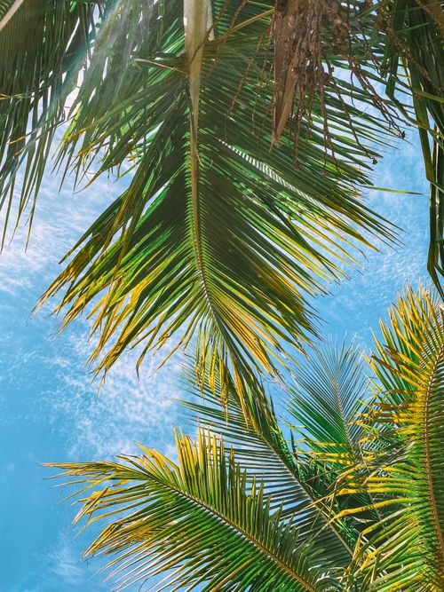 Free Vibrant palm leaves reaching up to a clear blue sky, capturing a tropical essence. Stock Photo