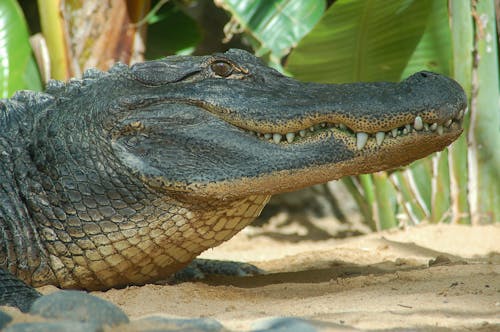 Free Close-up of a Crocodile Stock Photo