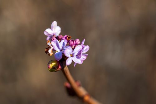 Free Close-up of delicate purple lilac flowers blooming with a blurred background. Stock Photo