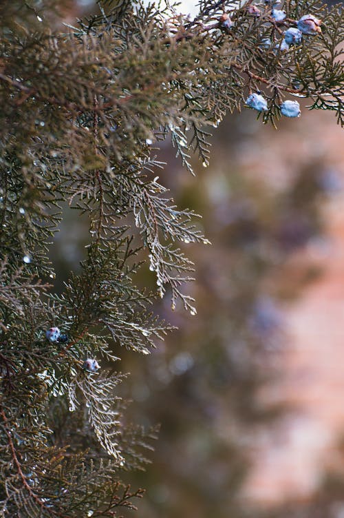 Free Cypress Foliage with a Bit of Snow Stock Photo