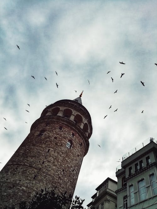 Foto stok gratis burung, camar, Istanbul