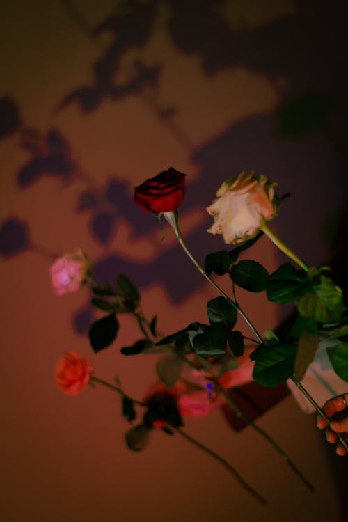 Free Roses Casting Shadows on Red Wall Stock Photo