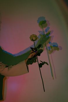 Artistic shadow play of a hand holding a rose against a colorful backdrop.